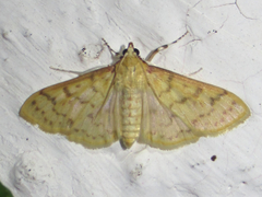 Polygrammodes flavidalis