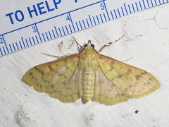 Polygrammodes flavidalis