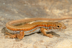 Ophisops elegans ehrenbergii