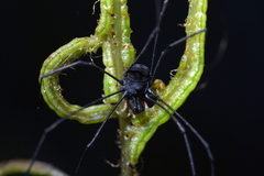 Pantopsalis cheliferoides