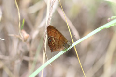 Cyllopsis argentella