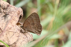 Cyllopsis argentella