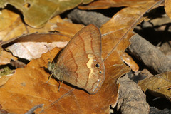 Cyllopsis argentella