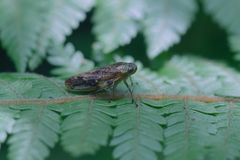 Pseudaphronella jactator