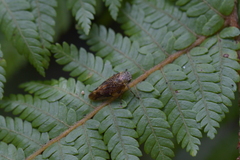 Pseudaphronella jactator