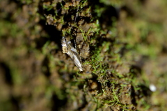 Mnesarchella