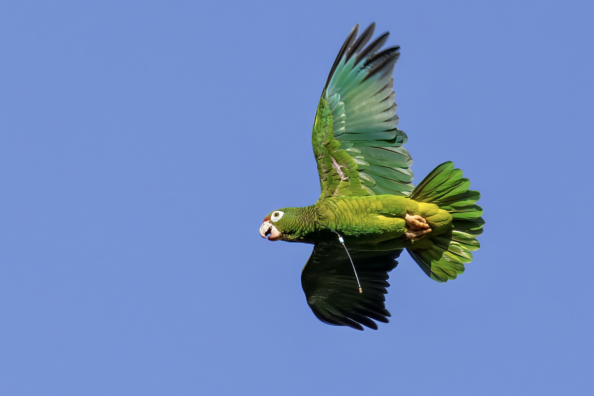 Puerto Rican Amazon illustration