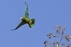 Puerto Rican Amazon photo 3