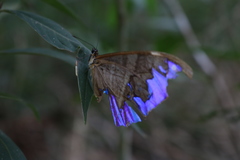 Morpho aega