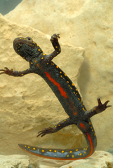 Neurergus strauchii