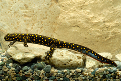 Neurergus strauchii