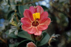 Passiflora trifoliata