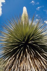 Puya raimondii
