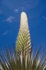 Puya raimondii