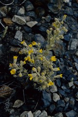 Senecio sublutescens