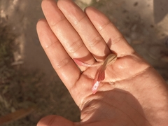 Triplaris americana