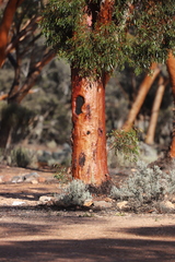 Eucalyptus salmonophloia