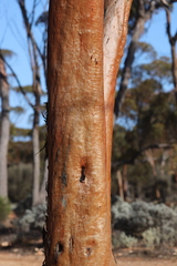 Eucalyptus salmonophloia