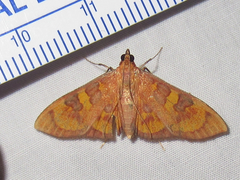 Prenesta scyllalis