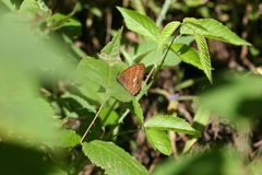 Cyllopsis argentella