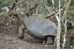 Chelonoidis niger chathamensis