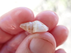 Buccinulum littorinoides