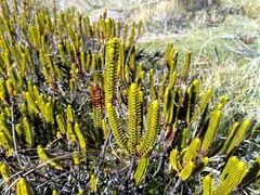 Veronica pauciramosa