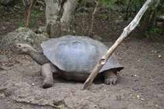 Chelonoidis niger chathamensis