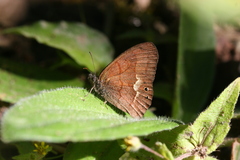 Cyllopsis argentella