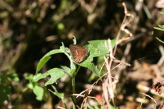 Cyllopsis argentella