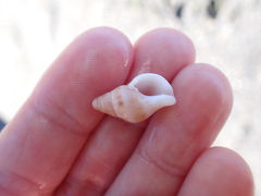 Buccinulum littorinoides