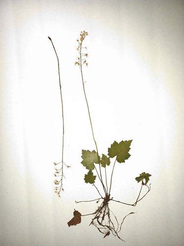 Creeping Foamflower