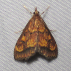 Pyrausta deidamialis