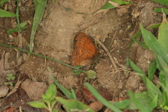 Cyllopsis argentella