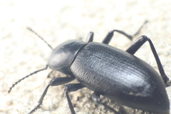 Eleodes longicollis