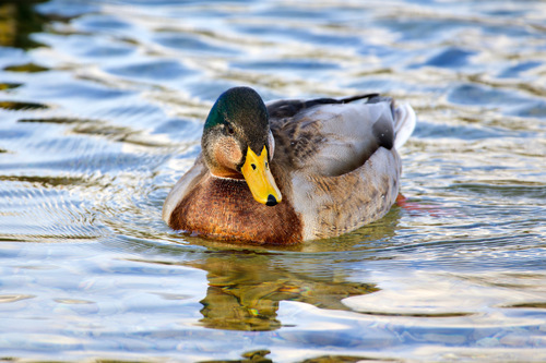 Mallard male eclipsing (or intersex?!) on the Rhine in Basel