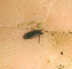 Canthophorus