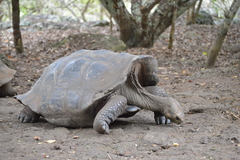 Chelonoidis niger chathamensis