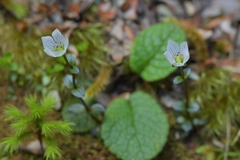 Gentianella grisebachii