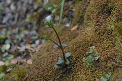 Gentianella grisebachii