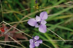 Ennealophus foliosus