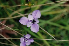 Ennealophus foliosus