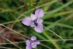 Ennealophus foliosus