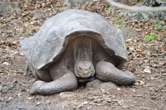 Chelonoidis niger chathamensis