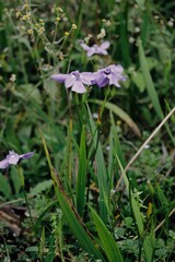 Ennealophus foliosus