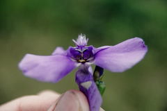 Ennealophus foliosus