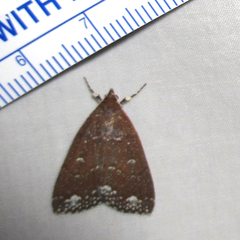 Rejectaria amicalis