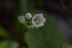 Gentianella chathamica nemorosa