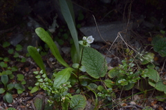 Gentianella chathamica nemorosa