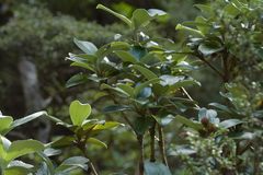Macrolearia colensoi